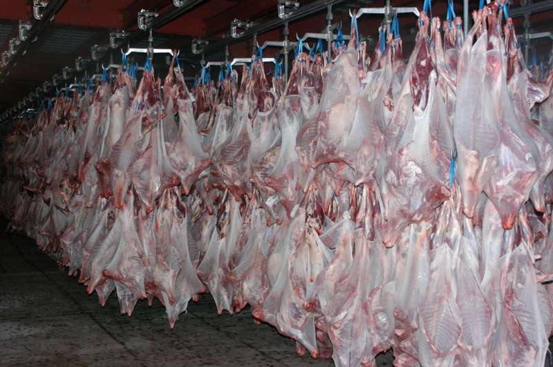 وزير الثروة الحيوانية السوداني : تواصل صادرات الهدي للسعودية