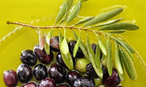 فوائد الزيتون لصحة الانسان