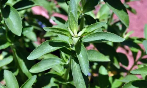 نبات ستيفيا.. "حل ثوري" لنقص موارد مصر المائية