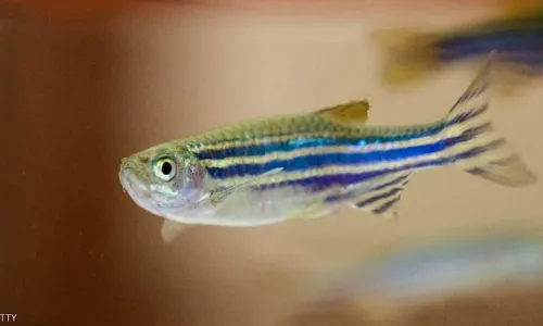 "زيت السمك" يكشف عن أسرار جديدة