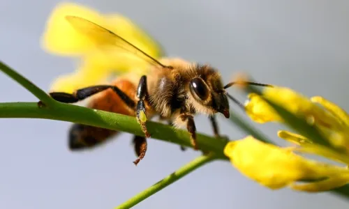 تراجع أعداد النحل يهدد الأمن الغذائي العالمي